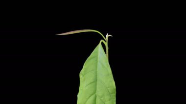 Büyümenin Güzel Zamansal Hızı Avokado Bitkisi Kara Arkaplan Karşısında. 4K.