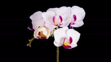 Orchid Blossoms. Blooming White Orchid Phalaenopsis Flower on Black Background. Time Lapse. Red Lip Orchid. 4K.