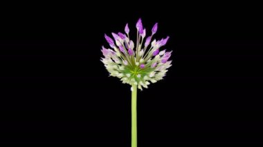 Allium Çiçekleri. Kara Arkaplanda Çiçek açan Büyük Violet Allium Christophii 'nin güzel zamanı. 4K.
