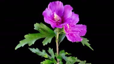 Hibiscus Çiçekleri. Kara Arkaplanda Güzel Pembe Hibiscus Çiçekleri Açılıyor. Zaman aşımı. 4K.