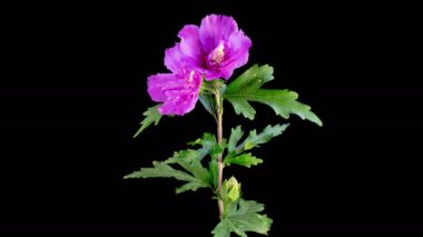 Hibiscus Çiçekleri. Kara Arkaplanda Güzel Pembe Hibiscus Çiçekleri Açılıyor. Zaman aşımı. 4K.