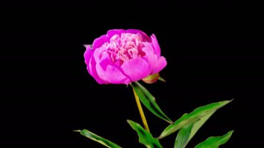Pembe Şakayık Çiçekleri. Güzel Pembe Şakayık Çiçekleri Siyah Arkaplanda Çiçek Açıyor. 4K.