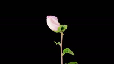 Hibiscus Çiçekleri. Siyah Arkaplanda Güzel Beyaz Hibiscus Çiçekleri Açılıyor. Zaman aşımı. 4K.