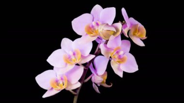 Orkide çiçekleri var. Kara Arkaplanda Güzel Pembe Orkide Phalaenopsis Çiçeği açılıyor. Zaman aşımı. 4K.