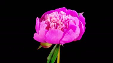 Pembe Şakayık Çiçekleri. Güzel Pembe Şakayık Çiçekleri Siyah Arkaplanda Çiçek Açıyor. 4K.