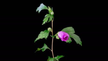 Hibiscus Çiçekleri. Kara Arkaplanda Güzel Pembe Hibiscus Çiçekleri Açılıyor. Zaman aşımı. 4K.