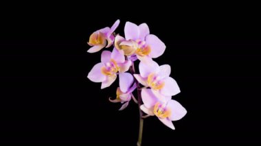 Orkide çiçekleri var. Kara Arkaplanda Güzel Pembe Orkide Phalaenopsis Çiçeği açılıyor. Zaman aşımı. 4K.