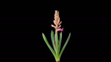 Kırmızı sümbül çiçekleri. Kara Arkaplanda Güzel Kırmızı Hyacinth Çiçeği açılıyor. Zaman aşımı. 4K. 