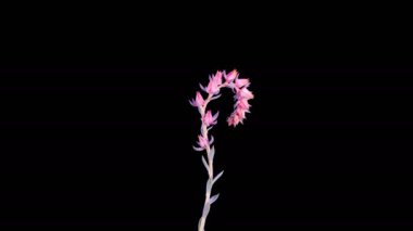 Succulent Blossoms. Kara Arkaplanda Güzel Echeveria Runyonii Çiçeği açılıyor. Zaman aşımı. 4K.