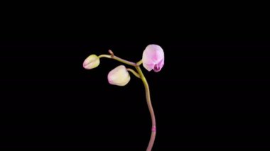 Orchid Blossoms. Blooming Pink Orchid Phalaenopsis Flower on Black Background. Time Lapse. 4K.