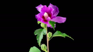 Hibiscus Çiçekleri. Kara Arkaplanda Güzel Pembe Hibiscus Çiçekleri Açılıyor. Zaman aşımı. 4K.
