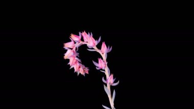 Succulent Blossoms. Kara Arkaplanda Güzel Echeveria Runyonii Çiçeği açılıyor. Zaman aşımı. 4K.