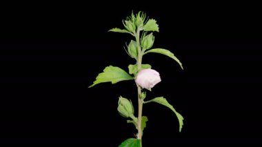 Hibiscus Çiçekleri. Siyah Arkaplanda Güzel Beyaz Hibiscus Çiçekleri Açılıyor. Zaman aşımı. 4K.