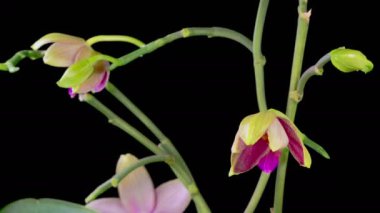 Orkide çiçekleri var. Kara Arkaplanda Güzel Pembe Orkide Phalaenopsis Çiçeği açılıyor. Zaman aşımı. 4K.