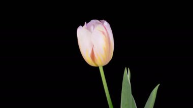 Laleler çiçek açar. Beyaz Lalelerin Güzel Zamanları Kara Arkaplanda Çiçek Açan ve Solan. 4K.