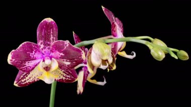 Orchid Blossoms. Blooming Pink Orchid Phalaenopsis Flower on Black Background. Time Lapse. 4K.