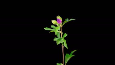 Hibiscus Çiçekleri. Kara Arkaplanda Güzel Pembe Hibiscus Çiçekleri Açılıyor. Zaman aşımı. 4K.