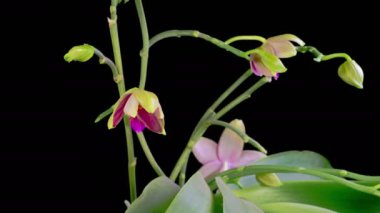 Orkide çiçekleri var. Kara Arkaplanda Güzel Pembe Orkide Phalaenopsis Çiçeği açılıyor. Zaman aşımı. 4K.