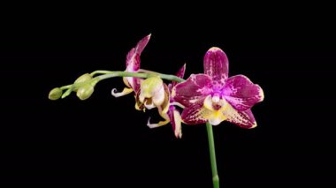 Orchid Blossoms. Blooming Pink Orchid Phalaenopsis Flower on Black Background. Time Lapse. 4K.