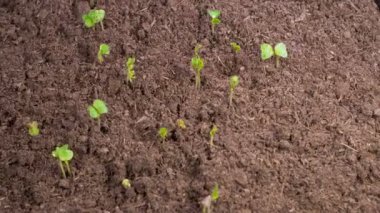 Büyümenin Güzel Zamansal Hızı Mikroyeşillikler, Kara Arkaplan Karşısında Turp Bitkileri. 4K.