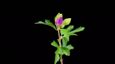 Hibiscus Çiçekleri. Kara Arkaplanda Güzel Pembe Hibiscus Çiçekleri Açılıyor. Zaman aşımı. 4K.