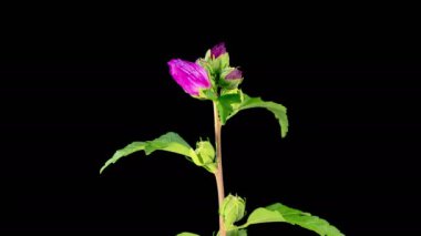 Hibiscus Çiçekleri. Kara Arkaplanda Güzel Pembe Hibiscus Çiçekleri Açılıyor. Zaman aşımı. 4K.