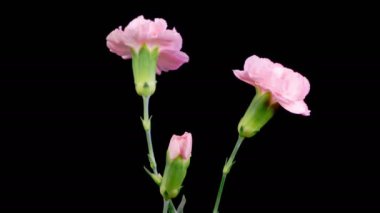 Kara Arkaplan Karşısında Pembe Karanfil Çiçeklerinin Güzel Zaman Hızı. 4K.