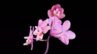 Orkide çiçekleri var. Kara Arkaplanda Güzel Pembe Orkide Phalaenopsis Çiçeği açılıyor. Zaman aşımı. 4K.