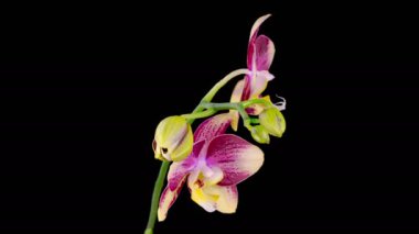 Orkide çiçekleri var. Çiçek açan Sarı - Magenta Orkide Phalaenopsis Çiçeği Siyah Arkaplanda. Zaman aşımı. 4K.