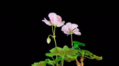 Pink Geranium Pelargonium Blossoms. Beautiful Time Lapse of Opening Pink Geranium Pelargonium Flower on Black Background. 4K.