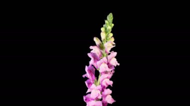 Antirrhinum Çiçekleri. Pembe Antirrhinum Çiçeğinin Kara Arkaplanda Çiçek Açması 'nın Güzel Zamanları. 4K.
