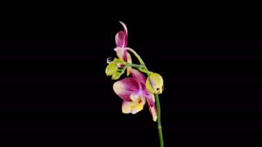 Orkide çiçekleri var. Çiçek açan Sarı - Magenta Orkide Phalaenopsis Çiçeği Siyah Arkaplanda. Zaman aşımı. 4K.