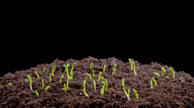 Yeşil Bezelye Bitkilerinin Büyüme Hızı Kara Arkaplana Karşı Güzel Zaman Hızı. 4K.