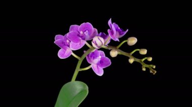 Orkide çiçekleri var. Kara Arkaplan 'da çiçek açan mor orkide falaenopsis çiçeği. Mor Kraliçe. Zaman aşımı. 4K.