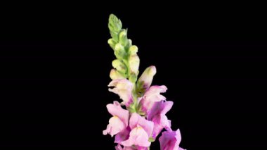 Antirrhinum Çiçekleri. Pembe Antirrhinum Çiçeğinin Kara Arkaplanda Çiçek Açması 'nın Güzel Zamanları. 4K.