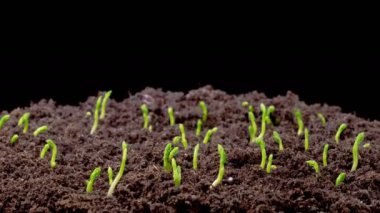 Beautiful Time Lapse of Growth Green Peas Beans Plants Against a Black Background. 4K.