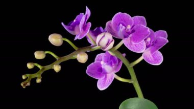 Orchid Blossoms. Blooming Purple Orchid Phalaenopsis Flower on Black Background. Purple Queen. Time Lapse. 4K.