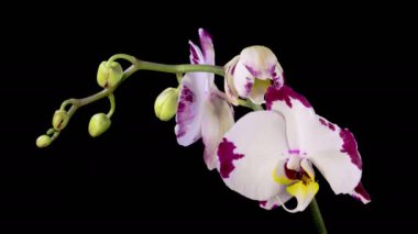 Blooming White - Magenta Orkide Phalaenopsis Çiçeği Siyah Arkaplanda. Zaman aşımı. 4K.