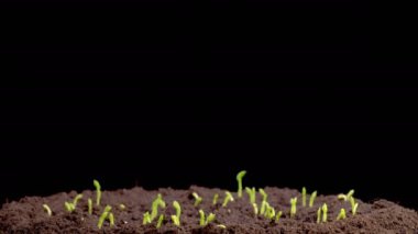 Beautiful Time Lapse of Growth Green Peas Beans Plants Against a Black Background. 4K.