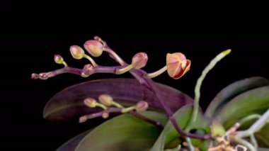 Orkide çiçekleri var. Kara Arkaplanda Güzel Pembe Orkide Phalaenopsis Çiçeği açılıyor. Zaman aşımı. 4K.