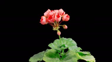 Kırmızı Geranium Pelargonium Çiçekleri. Kara Arkaplan 'da Kırmızı Geranium Pelargonium Çiçeği' nin Güzel Zaman Hızı. 4K.