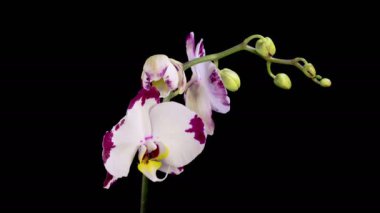 Blooming White - Magenta Orkide Phalaenopsis Çiçeği Siyah Arkaplanda. Zaman aşımı. 4K.