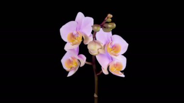 Orkide çiçekleri var. Kara Arkaplanda Güzel Pembe Orkide Phalaenopsis Çiçeği açılıyor. Zaman aşımı. 4K.