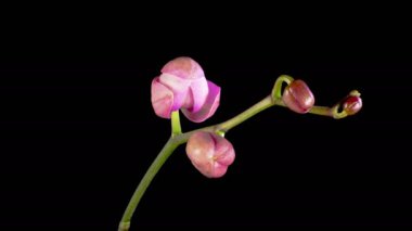 Orkide çiçekleri var. Kara Arkaplanda Güzel Pembe Orkide Phalaenopsis Çiçeği açılıyor. Günaydın Glory Orchid. Zaman aşımı. 4K.