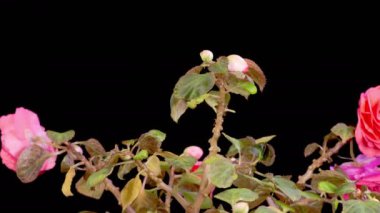 Kızıl Sabırsızlar Çiçek Açar. Siyah Arkaplan 'da açmakta olan Kızıl Sabırsız Çiçeklerin Güzel Zamanları. 4K.