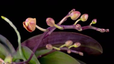 Orkide çiçekleri var. Kara Arkaplanda Güzel Pembe Orkide Phalaenopsis Çiçeği açılıyor. Zaman aşımı. 4K.