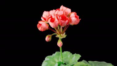 Kırmızı Geranium Pelargonium Çiçekleri. Kara Arkaplan 'da Kırmızı Geranium Pelargonium Çiçeği' nin Güzel Zaman Hızı. 4K.