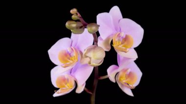 Orkide çiçekleri var. Kara Arkaplanda Güzel Pembe Orkide Phalaenopsis Çiçeği açılıyor. Zaman aşımı. 4K.