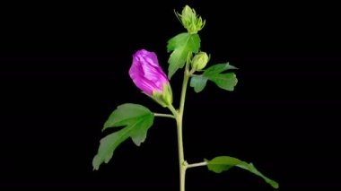 Hibiscus Çiçekleri. Kara Arkaplanda Güzel Pembe Hibiscus Çiçekleri Açılıyor. Zaman aşımı. 4K.