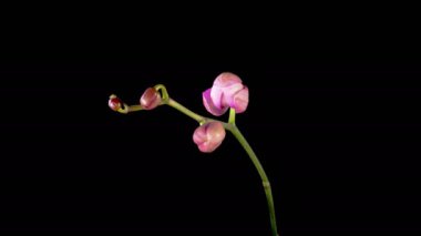 Orkide çiçekleri var. Kara Arkaplanda Güzel Pembe Orkide Phalaenopsis Çiçeği açılıyor. Günaydın Glory Orchid. Zaman aşımı. 4K.